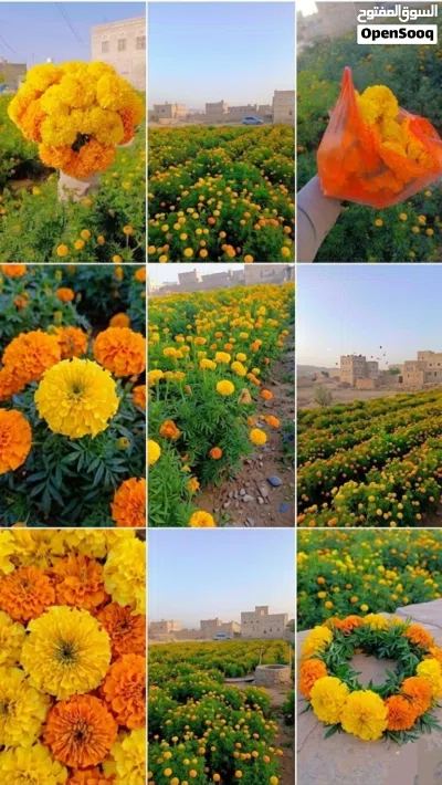 ورد قطيفه ملون 3