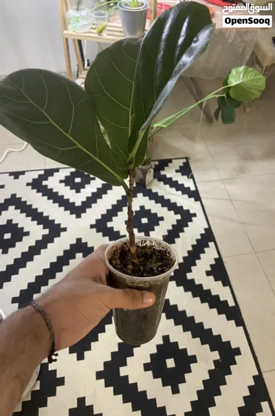 Fiddle leaf fig plant 2