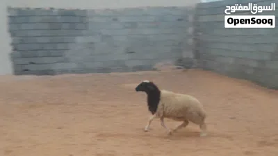 فطيمه وطنيه مشالله سلاله تبارك الله عمرها ف7شهور.. 2