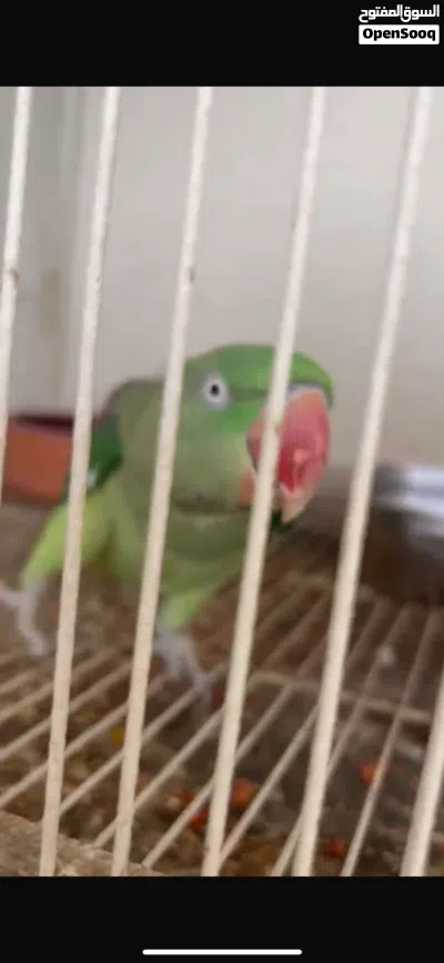 بغباء شبه اليف منتج سببب لبيع عدم تفريغ له متكلم 2