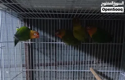 للبيع فيشر محلي الأخضر التفاصيل تحت في صندوق الوصف 2