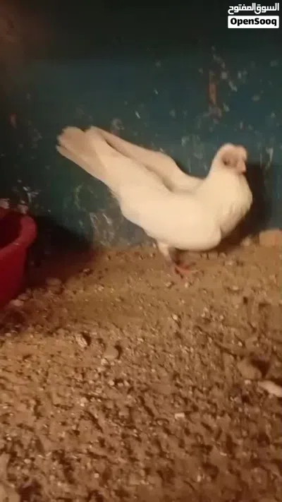 زوجين جعافر بيض مع الانتاج 4