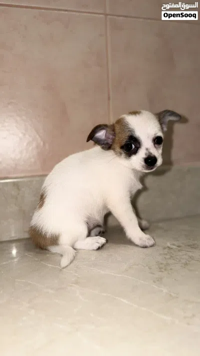 جراء شيواوا أنثى قابل للتفاوض Female Chihuahua Negotiable 4