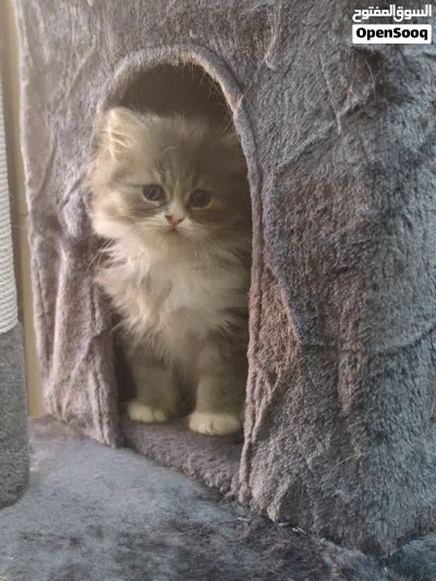 cat for adoption 4