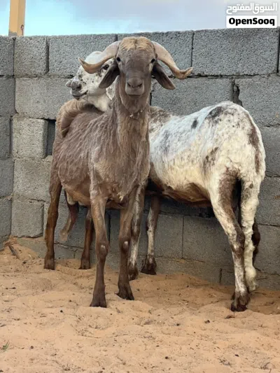 نعجه و حوليها الله يبارك حايل عز كسب المكان مصراته 2