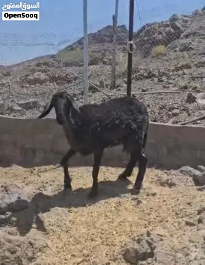 للبيع جاعدة هندي ع سوداني 2