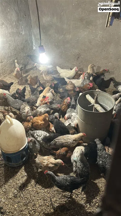 صوص بلدي للبيع أعمار مختلفه 3