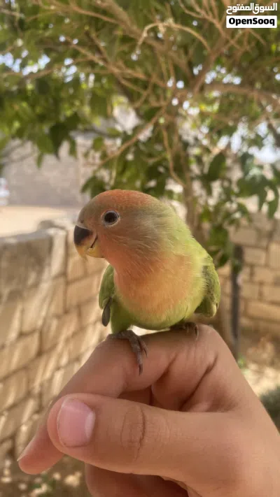 عصفور بركاديلو للبيع 3