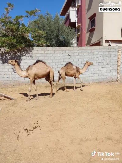 قعدان للبيع البيفي 2