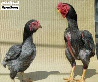 اعثر على زوج كوشامو منتج 3
