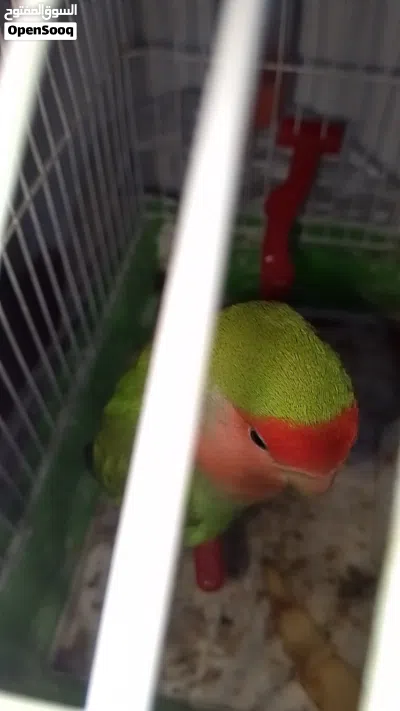 ببغاء فحل روز اليف 2