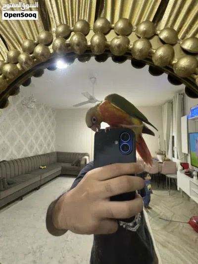 كنيور باينبل دبل رد فاكتور 2
