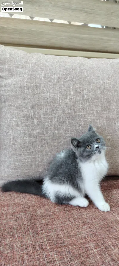 قطة صغيره للبيع مع أغراضها 3