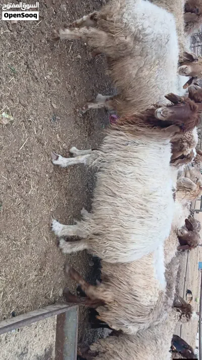 الزرقاء_الهاشميه 2
