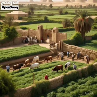مطلوب ممول لمشروع إنشاء مزرعه مواشي 4