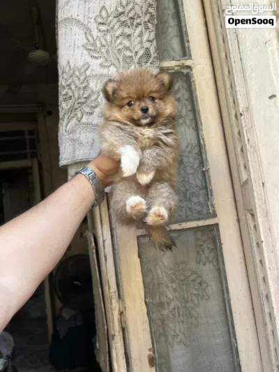 بومارنين Pomeranian 3