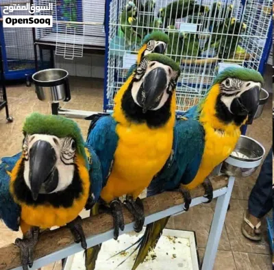 Hand-Raised Blue and Gold Macaw Babies for Sale: Tamed & Talking Delivery in Saudi Arabia and Kuwait 2