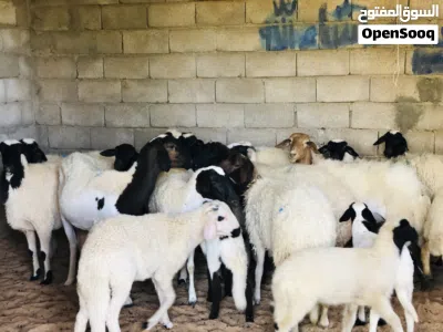 السلام عليكم نعاج لبيع ربي يبارك عز كسوبه 3