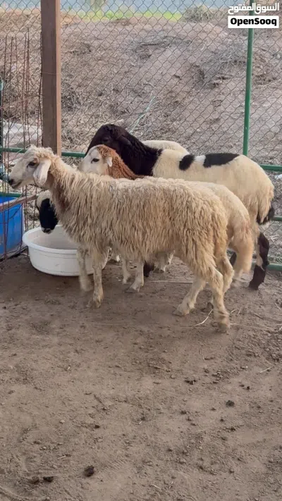 كباشه للبيع 2