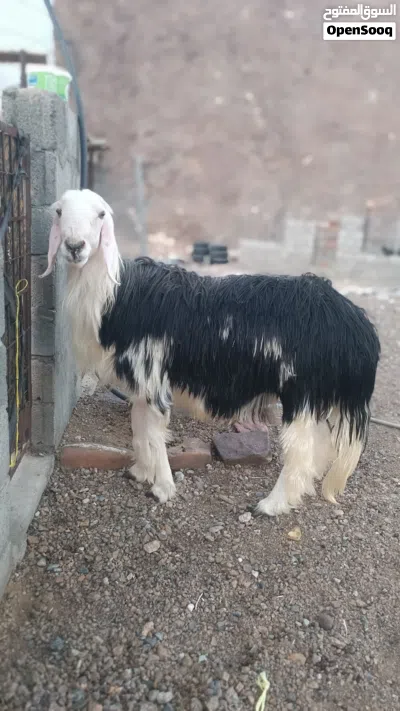 كبش نجدي بيور أصل مد وطول تبارك الرحمان 3