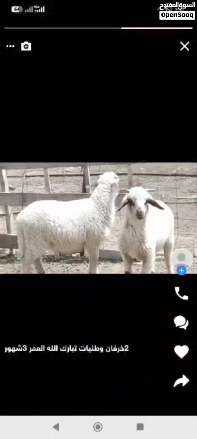 زوز خرفان الله يبارك ماشاء الله ناشطات 3