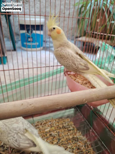 كوكتيل بيرل طفره 2