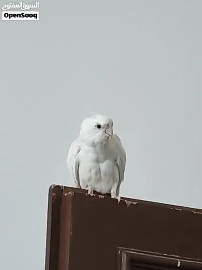 ذكر كوكتيل البينو اليف حجم سوبر جامبو 2