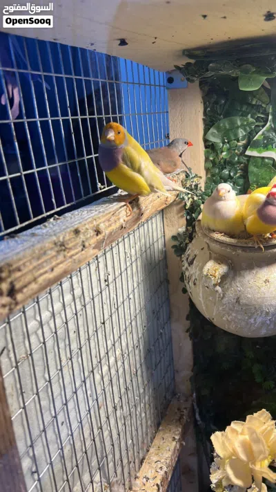 طيور كولدن فنش 3
