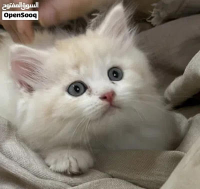 6 week old kittens for adoption. 2 male 2 female 4