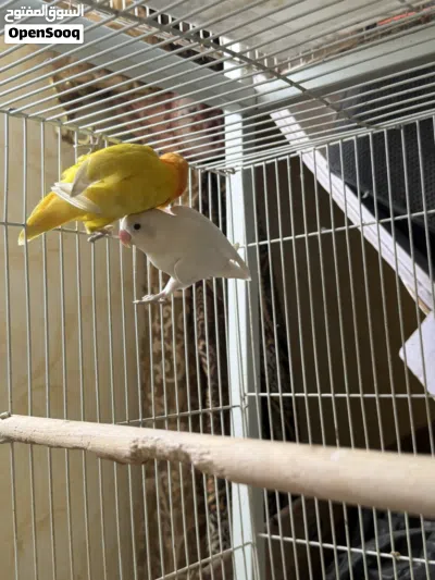 للبيع طيور سبب البيع العمل لا يوجد لدي وقت 2