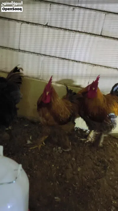Brahma Chickens 4