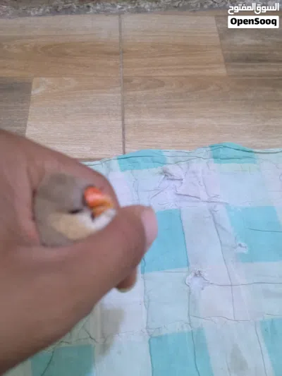 فناجس للبيع 2