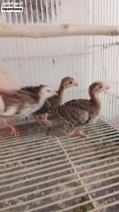 قبج العدد 3 للبيع 4