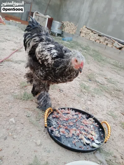 دجاج برهما 4