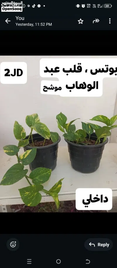 نباتات داخلية متنوعة بأفضل جودة وسعر داخل الأردن 3