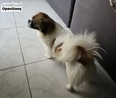 undefined 4