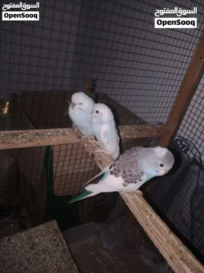 طيور حب حبشيه 2