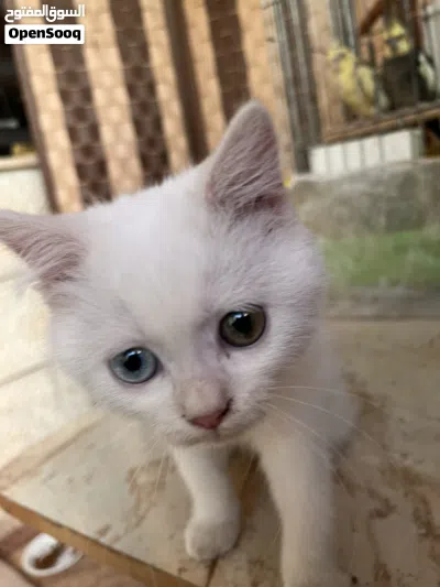 قطة أنجورا للتبني صغيرة 2