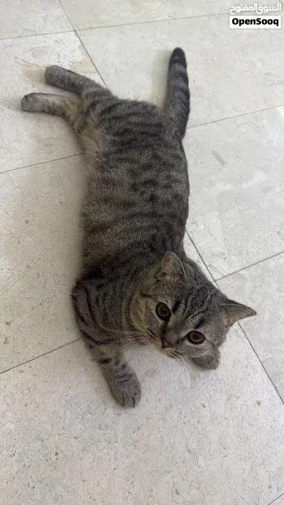 قطط سكرتش وشيرازي للبيع 4