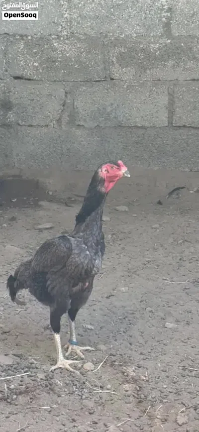 دجاج شامو للبيع 2