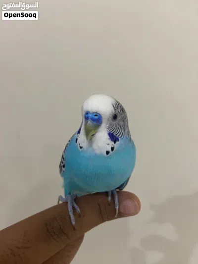بيع طير بادجي اليف ماعنده عض 2
