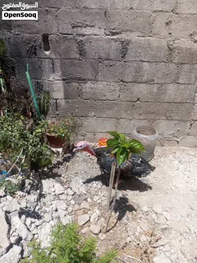حبش عمر سنه 3