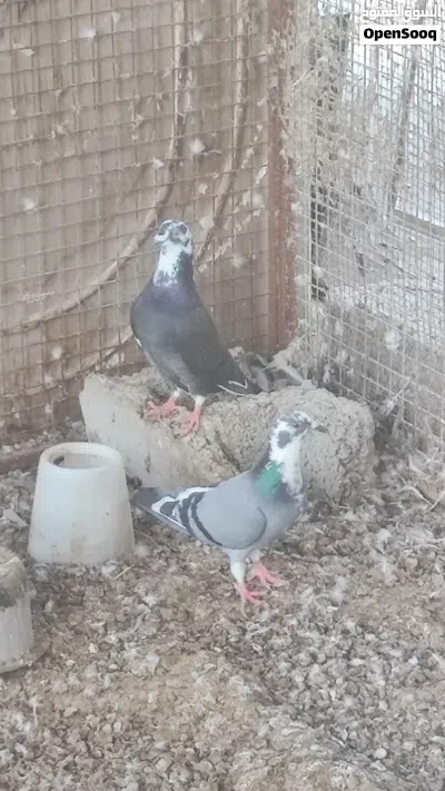حمام زاجل للبيع 2