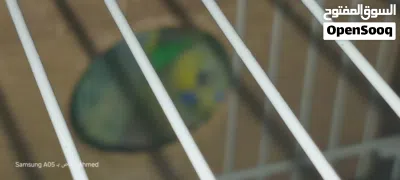 عندي كوبيا بقليوو يلو فيس شن تبدللي 3