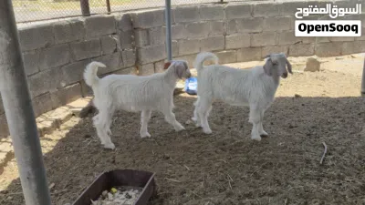 جدايه من حلال الجواميد 3