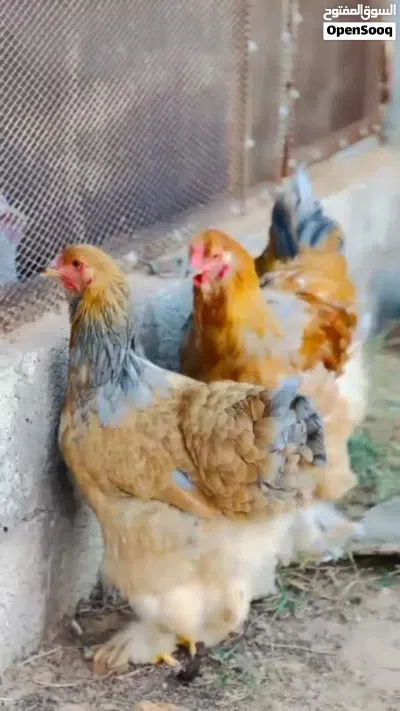 كوبيه براهما ليموني طوق رصاصي درجه اولى 4