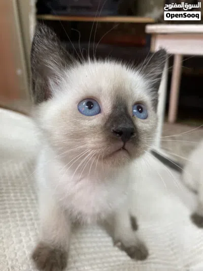 Pure saimese kittens 3
