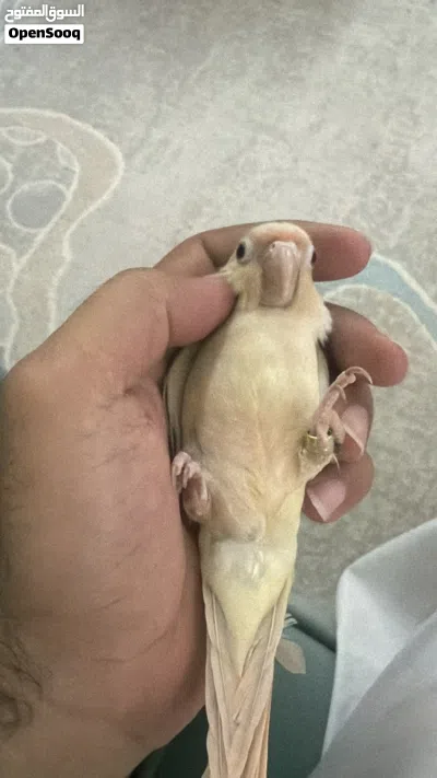 كنيور أليف حمامة ولون نادر مون جيك 2