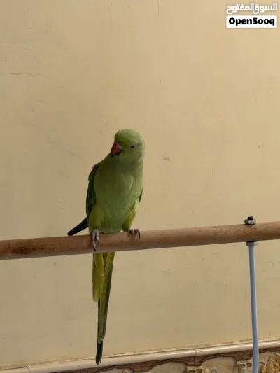 بغبغاء دره أليف مع الستاند 4