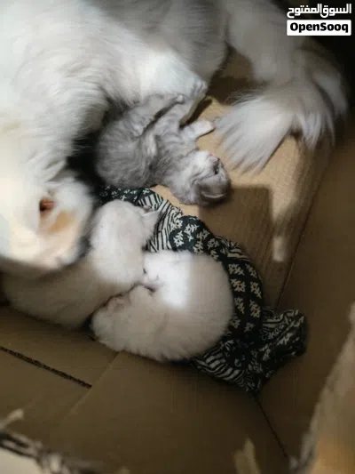 Persian cat 4